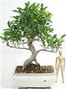 <b>Ficus</b> Esemplare Unico cm.41-99,00 (10)