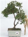 .<b>Azalea Lateritium</b> Esemplare Unico cm 33-155,00 €