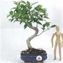 <b>Ficus</b> Esemplare Unico cm.33-29,00 (10)