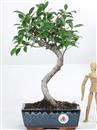 <b>Ficus</b> Esemplare Unico cm.36-39,00 (10)