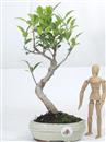 <b>Ficus</b> Esemplare Unico cm.34-29,00 (10)