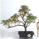 .<b>Azalea Indica</b> Esemplare Unico cm 30-49,00 €