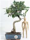 <b>Ficus</b> Esemplare Unico cm.35-39,00 (10)