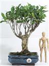 <b>Ficus</b> Esemplare Unico cm.37-49,00 (10)