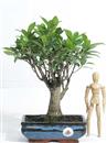 <b>Ficus</b> Esemplare Unico cm.34-49,00  (10)