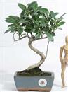 <b>Ficus</b> Esemplare Unico cm 29-39,00 € (10)