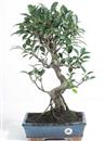 <b>Ficus</b> Esemplare Unico cm 51-69,00 (10) €