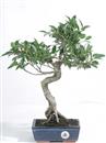 <b>Ficus</b> Esemplare Unico cm 43-47,00 € (10)