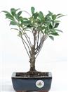 <b>Ficus</b> Esemplare Unico cm 30-19,80 € (10)