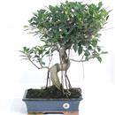 <b>Ficus</b> Esemplare Unico cm 52-140,00 € (10)