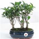 <b>Ficus Bosco</b> Esemplare Unico cm 28-49,80 € (10)