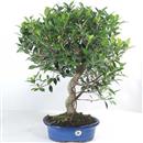 <b>Ficus</b> Esemplare Unico cm 61-99,00 € (10)