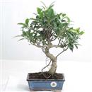 <b>Ficus</b> Esemplare Unico cm 39-49,00 € (10)