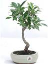 <b>Ficus</b> Esemplare Unico cm 31-29,80 € (10)