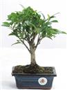 <b>Ficus</b> Esemplare Unico cm 27-22,50 € (10)