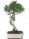 <b>Ficus</b> Esemplare Unico cm 39-39,80 € (10)