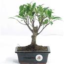 <b>Ficus</b> Esemplare Unico cm 24-22,50 € (10)