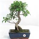 <b>Ficus</b> Esemplare Unico cm 41-99,00 € (10)