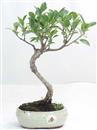 <b>Ficus</b> Esemplare Unico cm 34-29,80 € (10)