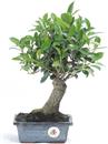 <b>Ficus</b> Esemplare Unico cm 32-22,50 € (10)