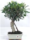 <b>Ficus</b> Esemplare Unico cm 36-23,00 € (10)