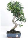 <b>Ficus</b> Esemplare Unico cm 43-39,80 € (10)