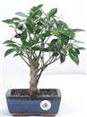 <b>Ficus</b> Esemplare Unico cm 28-27,00 € (10)