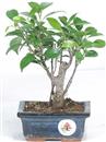 <b>Ficus</b> Esemplare Unico cm 22-19,80 € (10)