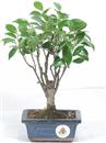 <b>Ficus</b> Esemplare Unico cm 24-19,80 € (10)