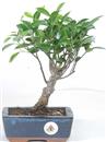 <b>Ficus</b> Esemplare Unico cm 27-29,00 € (10)