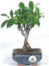 <b>Ficus</b> Esemplare Unico cm 21-19,80 € (10)