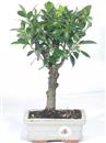<b>Ficus</b> Esemplare Unico cm 32-29,80 € (10)