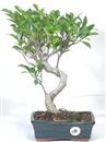<b>Ficus</b> Esemplare Unico cm 38-49,00 € (10)