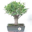 <b>Ficus</b> Esemplare Unico cm 35-39,00 € (10)
