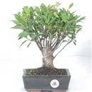 <b>Ficus</b> Esemplare Unico cm 34-39,00 € (10)