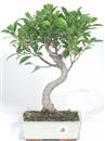 <b>Ficus</b> Esemplare Unico cm 37-49,00 € (10)