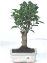 <b>Ficus</b> Esemplare Unico cm 33-29,80 € (10)