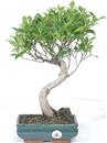 <b>Ficus</b> Esemplare Unico cm 40-49,00 € (10)