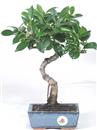 <b>Ficus</b> Esemplare Unico cm 33-39,00 € (10)