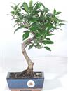 <b>Ficus</b> Esemplare Unico cm 36-39,00 € (10)