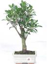 <b>Ficus</b> Esemplare Unico cm 38-29,80 € (10)