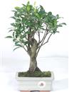 <b>Ficus</b> Esemplare Unico cm 27-29,80 (10)