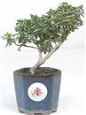 .<b>Azalea Lateritium Shohin</b> Esemplare Unico cm 16-65,00 €