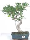 <b>Ficus</b> Esemplare Unico cm 37-45,00 € (10)
