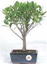 <b>Ficus</b> Esemplare Unico cm 27-19,80 (10)