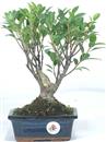 <b>Ficus</b> Esemplare Unico cm 29-19,80 € (10)