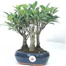 <b>Ficus Bosco</b> Esemplare Unico cm 26-49,00 € (10)