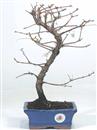 <b>Metasequoia</b> Esemplare Unico cm 34-37,00 €