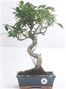<b>Ficus</b> Esemplare Unico cm 39-49,80 € (10)