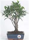 <b>Ficus</b> Esemplare Unico cm 26-19,80 € (10)